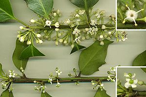 Holly (Ilex aquifolium) is dioecious: (above) shoot with flowers from male plant; (top right) male flower enlarged, showing stamens with pollen and reduced, sterile stigma; (below) shoot with flowers from female plant; (lower right) female flower enlarged, showing stigma